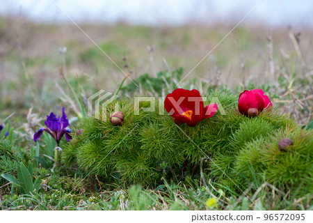 Wild peony is thin-leaved (Paeonia tenuifolia), in its natural environment. Bright decorative flower, popular in garden landscape design - selective focus. 96572095