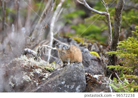 第一次降雪後，蝦夷鼠兔在岩石上覓食 96572238