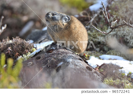 Ezo pika eating on a rock after the first snowfall Ezo pika eating on a rock after the first snowfall 96572241