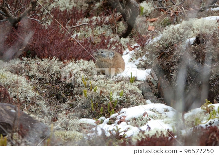Ezo pika eating on a rock after the first snowfall Ezo pika eating on a rock after the first snowfall 96572250