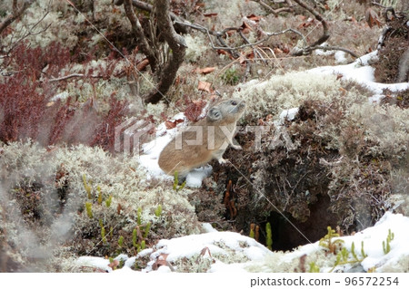 Ezo pika eating on a rock after the first snowfall Ezo pika eating on a rock after the first snowfall 96572254