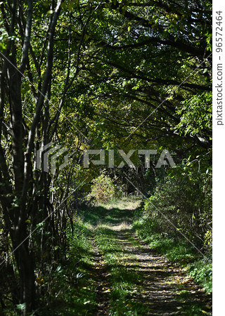 (森林風景)埼玉縣熊谷市廣瀨野鳥林 林間長廊,陽光透過樹葉 (森林風景)埼玉縣熊谷市廣瀨野鳥林 林間長廊,陽光透過樹葉 96572464