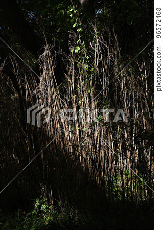 (森林風光)埼玉縣熊谷市廣瀨野鳥林 樹木的光影 (森林風光)埼玉縣熊谷市廣瀨野鳥林 樹木的光影 96572468