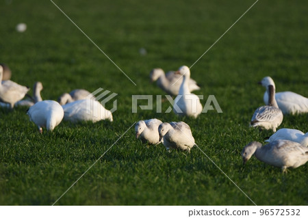 A flock of snow geese feeding on farmland in the Tokachi plains during autumn migration 96572532