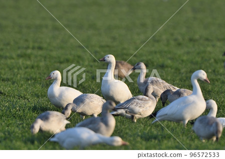 A flock of snow geese feeding on farmland in the Tokachi plains during autumn migration A flock of snow geese feeding on farmland in the Tokachi plains during autumn migration 96572533
