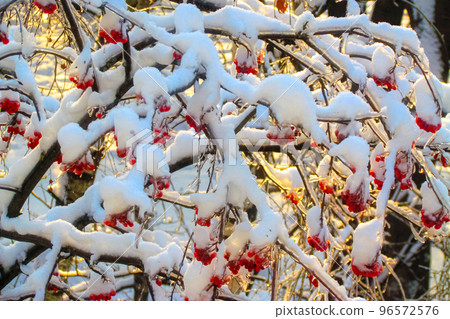 The branches of a red mountain ash in close-up, bent under a thick layer of snow on a sunny winter morning The branches of a red mountain ash in close-up, bent under a thick layer of snow on a sunny winter morning 96572576