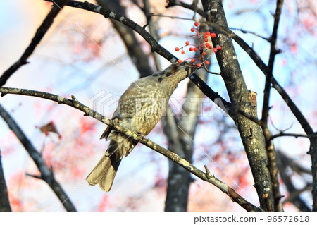 秋天在十勝平原的一個公園裡吃紅堅果的棕耳鵯 96572618