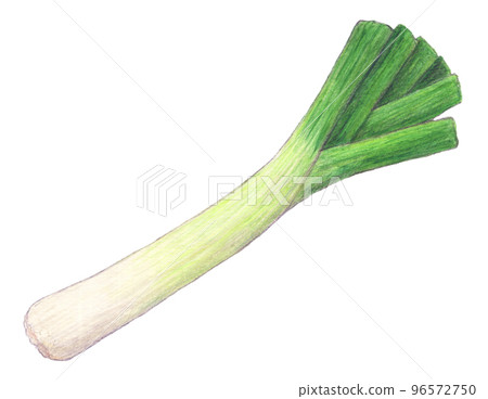 一根韭菜蔬菜水彩鉛筆插圖 一根韭菜蔬菜水彩鉛筆插圖 96572750
