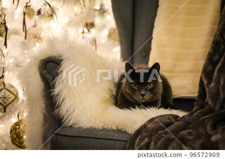 A beautiful gray cat is lying in a lounge chair with a Christmas tree in the background. Christmas spirit. Defocused A beautiful gray cat is lying in a lounge chair with a Christmas tree in the background. Christmas spirit. Defocused 96572909