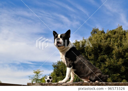 Mighty the cute Boston Terrier looking at the beautiful blue sky with a soccer ball in front of him that he enjoyed playing on the dog run. Mighty the cute Boston Terrier looking at the beautiful blue sky with a soccer ball in front of him that he enjoyed playing on the dog run. 96573326