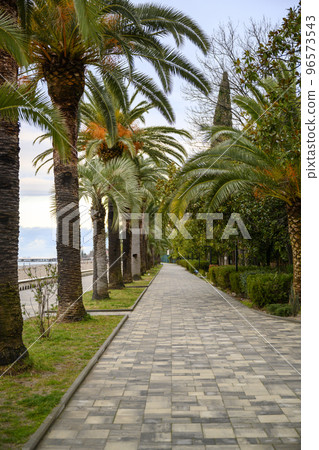 Alley with palm trees on the seashore in Gagra, Abkhazia, in winter Alley with palm trees on the seashore in Gagra, Abkhazia, in winter 96573543
