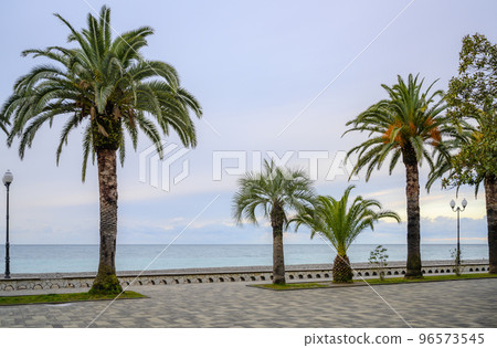 Alley with palm trees on the seashore in Gagra, Abkhazia, in winter Alley with palm trees on the seashore in Gagra, Abkhazia, in winter 96573545