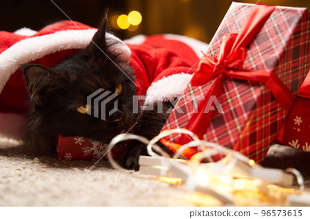 Black maine coon cat in Santa Claus costume lies on the floor with gift. 96573615
