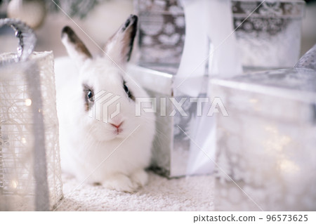 White rabbit with a gift under the tree as a symbol of the new year 2023. 96573625