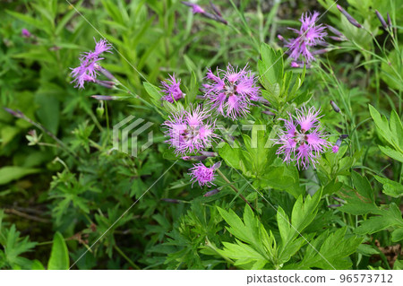 Heavenly Garden, 高山植物, Takane Nadeshiko, Takane Nadeshiko Heavenly Garden, 高山植物, Takane Nadeshiko, Takane Nadeshiko 96573712