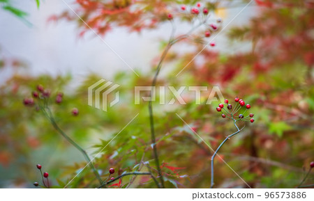 熊本風景與美麗的秋葉 96573886