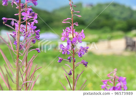 Garden in the sky alpine plant willow herb orchid 96573989