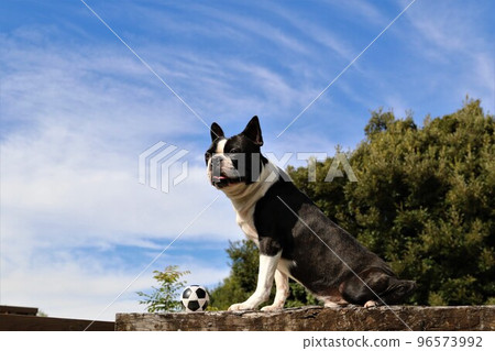 強大可愛的波士頓梗犬看著美麗的藍天，面前放著一個足球，他喜歡在狗跑道上踢球。 96573992