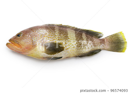 奧哈塔 奧哈塔 96574093