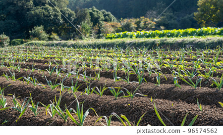 garlic seedlings in the field garlic seedlings in the field 96574562