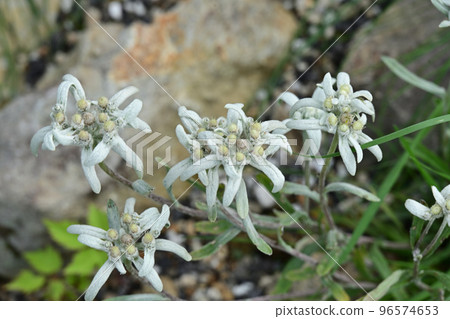 Garden in the sky, alpine plants, edelweiss, stars of the Alps, fairies of the Alps Garden in the sky, alpine plants, edelweiss, stars of the Alps, fairies of the Alps 96574653