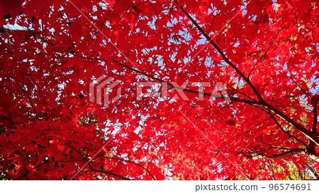 Bright red maple leaves 96574691