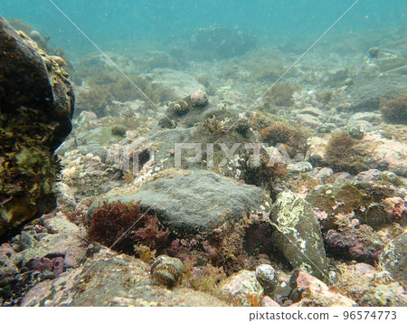 filefish fry 96574773
