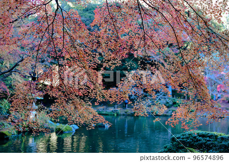 在海濱的秋葉 96574896