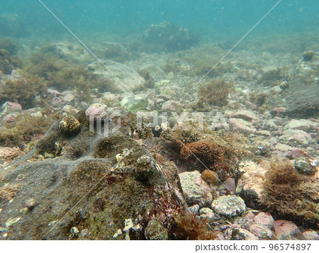 Filefish Chibi醬，你明白嗎？ 96574897