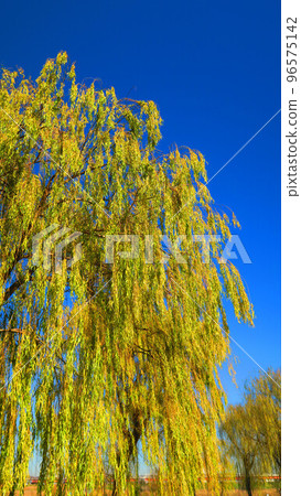 垂柳和藍天與秋葉的風景 96575142