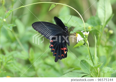 生物昆蟲黑鳳蝶，來自石垣島的“沖繩八重山亞種”。看起來像夏日型男 96575144