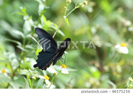 生物昆蟲黑鳳蝶，來自石垣島的“沖繩八重山亞種”。從路邊的白樺樹上吸取花蜜 96575239