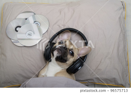 A French Bulldog breed dog lies in bed among music CDs in stylish black headphones and listens to music. Top view of a resting dog. A French Bulldog breed dog lies in bed among music CDs in stylish black headphones and listens to music. Top view of a resting dog. 96575713