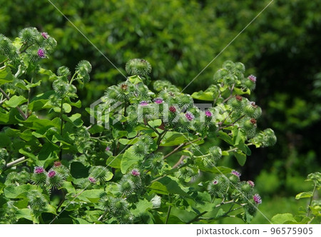 牛蒡花 牛蒡花盛開 牛蒡花 牛蒡花盛開 96575905