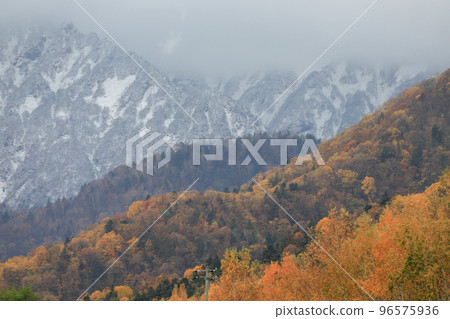 [北海道富良野市]雪山與紅葉 96575936