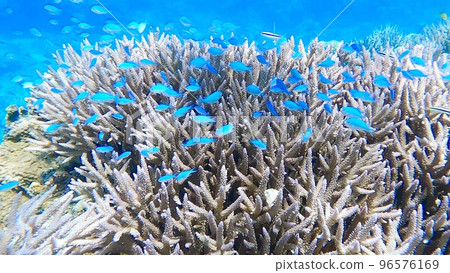 A group of debasuzume die A group of debasuzume die 96576169
