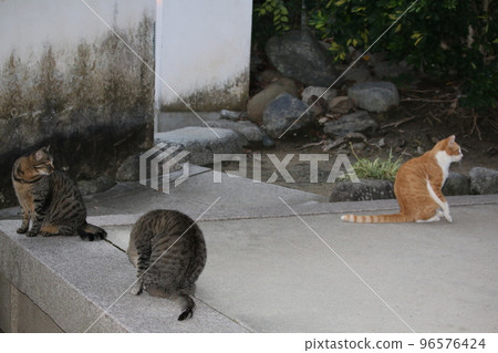 松山石手寺貓 96576424