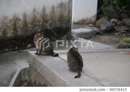 Matsuyama Ishite Temple cat 96576425