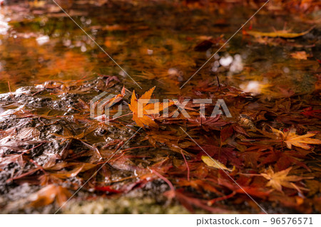秋葉紅葉漂浮在水中 秋葉紅葉漂浮在水中 96576571
