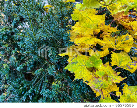 Background with pine tree and yellow leaves at Autumn time 96576599