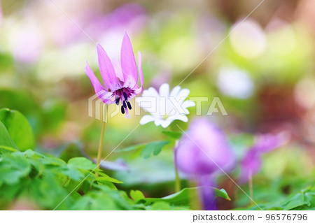 Erythronium flower and Anemone pseudoaltaica flower Erythronium flower and Anemone pseudoaltaica flower 96576796