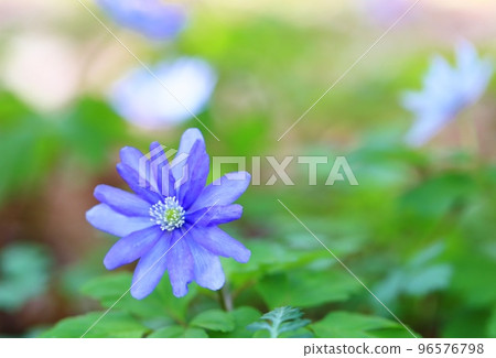 あるく花 TᗴTՏᑌO Kᗩᑎᗩᗪᗩ | 2025/7/3 近鉄八木西口からおふさ観音