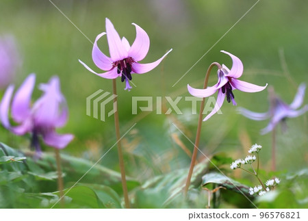 Close-up of dogtooth violet flowers blooming in the field 96576821