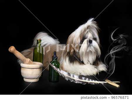 shih tzu in studio shih tzu in studio 96576871