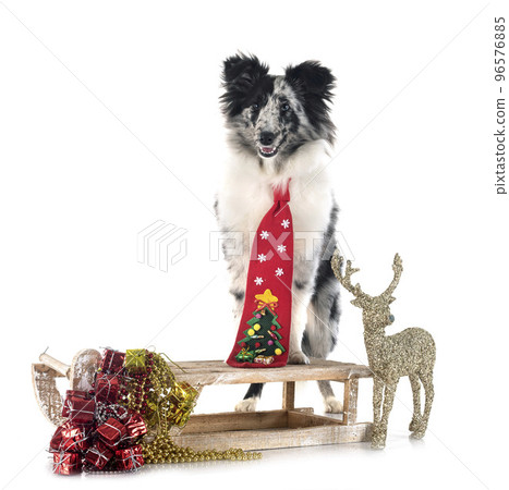 Shetland Sheepdog in studio 96576885
