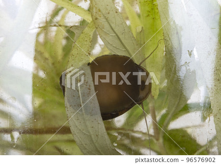 water snail in bowl water snail in bowl 96576902