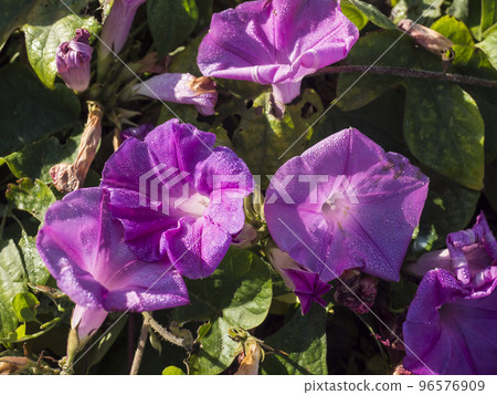 Ipomoea purpurea flower, the purple morning glory with dew drops close up in sunlight 96576909