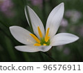 White flowers, yellow stamens 96576911