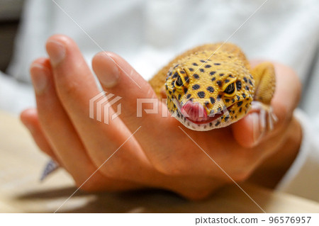 豹紋壁虎” 96576957