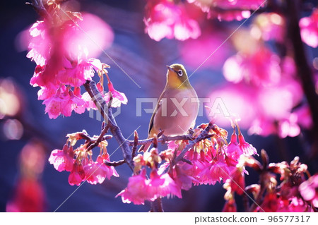 棲息在櫻花樹枝上的白眼 96577317